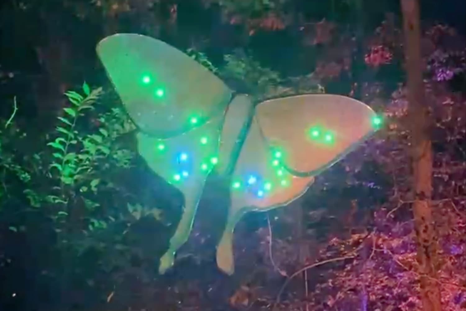 Symmetry Festival - Luna Moth